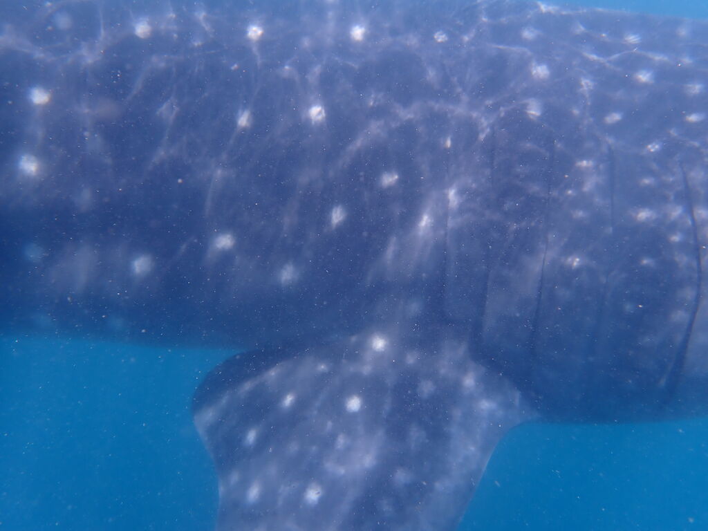 78e5d938-1980-4796-8300-ffad674b84df