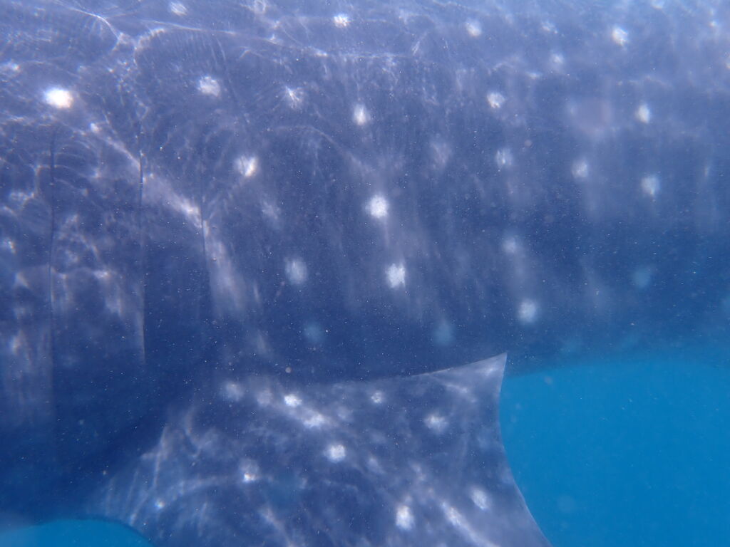 78e5d938-1980-4796-8300-ffad674b84df