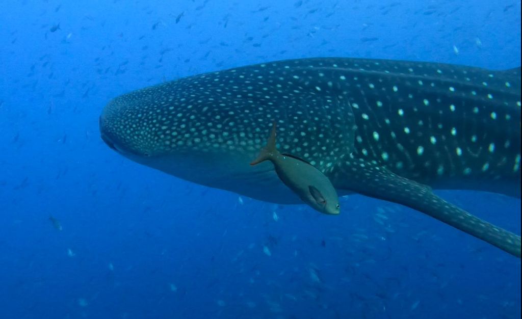 f25f975d-a6b1-44f7-999f-251a890fc134