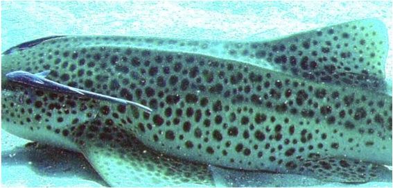 25d51442-7c8e-4f1c-9e84-6ea339ef0ca3