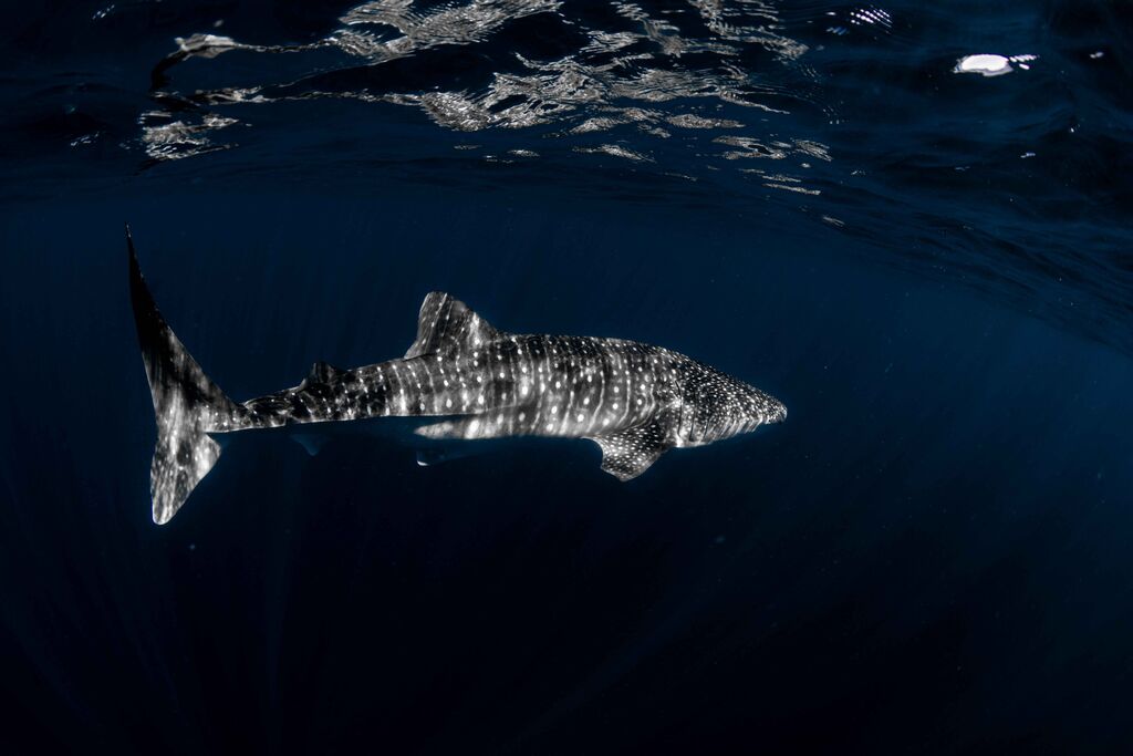 a571a9d8-c073-464d-b67f-0d1ba64d2cd6