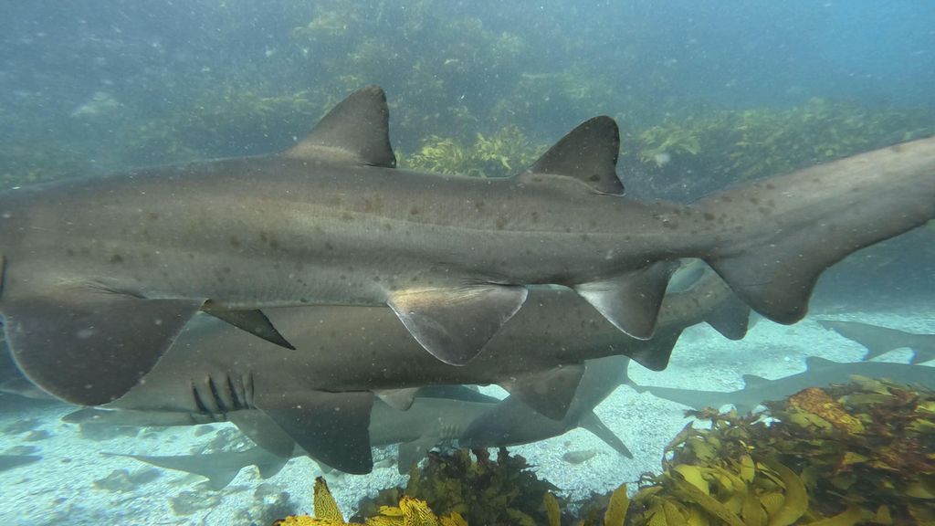 55742381-7a60-423b-aa1e-af6cedd00291