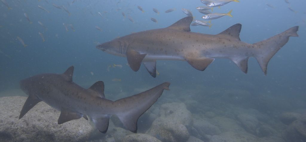 353397cf-f5e7-44c7-8dbf-e0359e7030f6