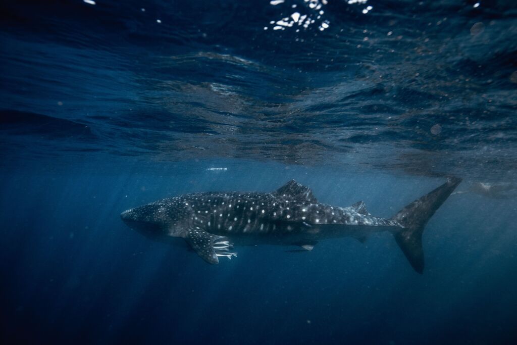 c166e07e-377c-4226-a261-ab139a974d16