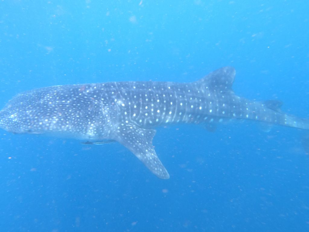 660bf6c0-da4a-4323-89c4-66dc03ca891c