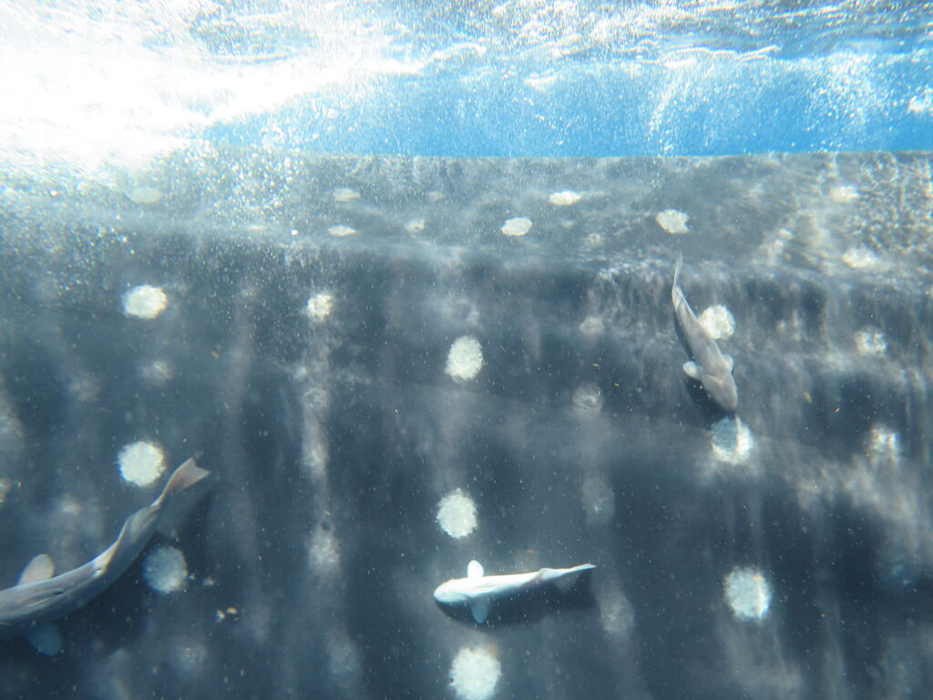 0d7d325e-0f5b-484f-a36e-50a801221e34