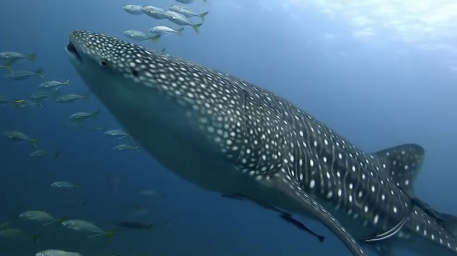 6f99c1ae-6812-44ea-a2bf-55cf158f67d4