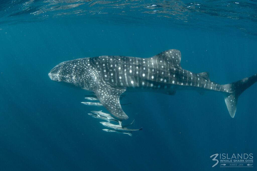 a1715363-4a6e-4bb9-9267-78960e4a1e93