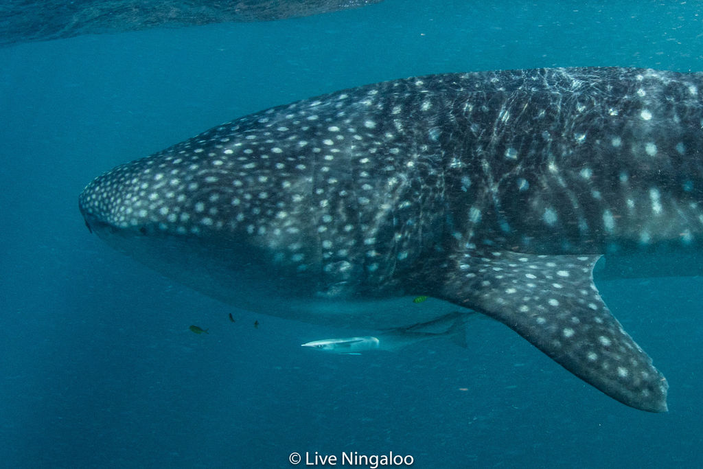 1655d7ca-fd93-4898-9237-a89f3973a931