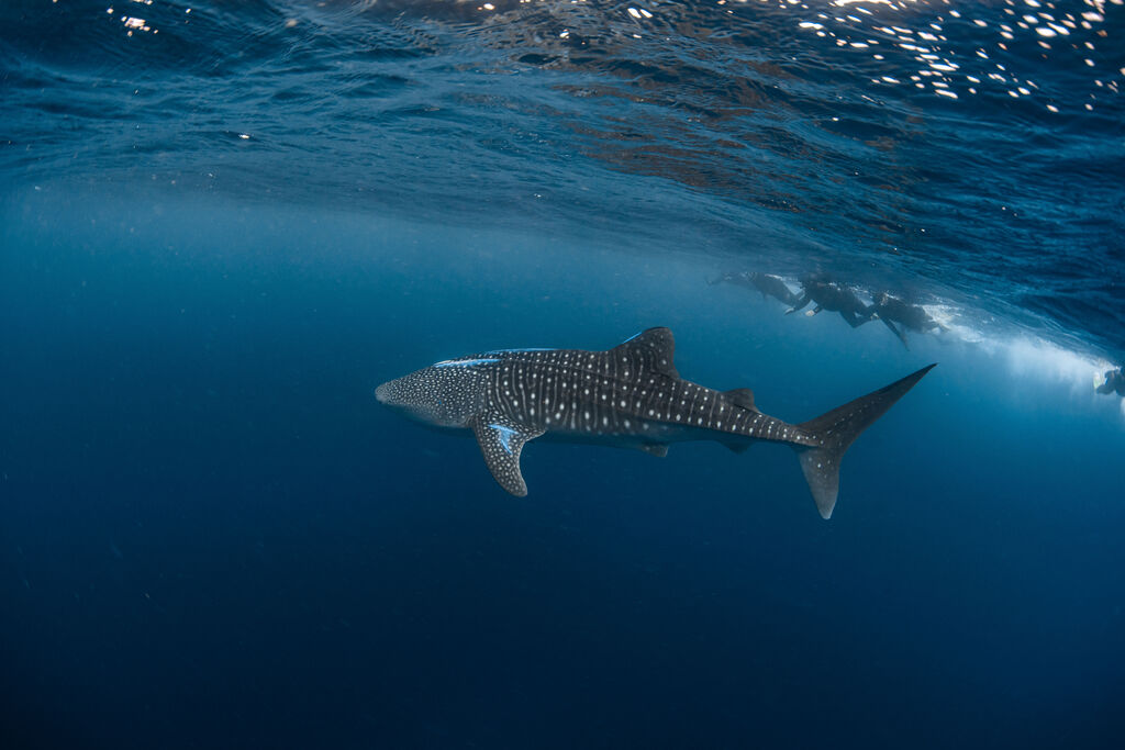 bac33687-bc20-40ab-b3a3-a63ccc187dfc