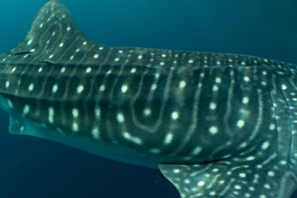 7ba0c6dd-ef80-44ba-aeb3-b46eadf4a6ec