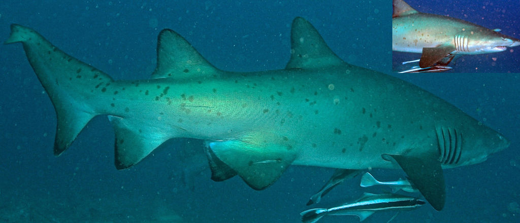 2a894f5c-cd61-4612-9519-0edb40475de2