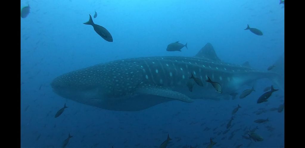 b6ad51bc-8f66-4245-87c1-703d2ae8659f