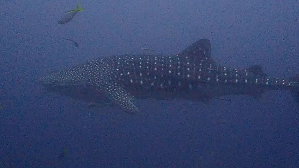 e329da26-1771-4e78-91d7-137a3301f0ad