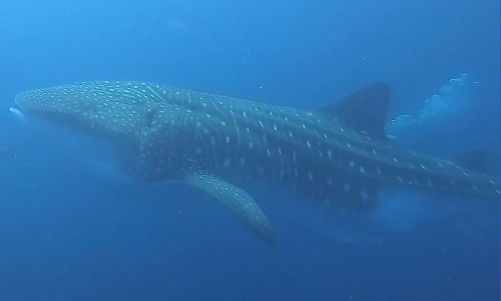 7ed39a61-4f31-4e0f-9c3b-a72af3375f27