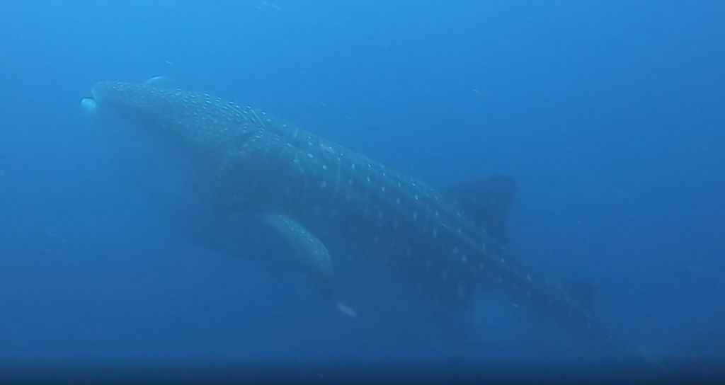 7ed39a61-4f31-4e0f-9c3b-a72af3375f27