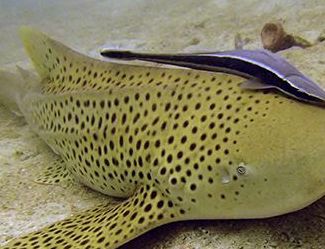 0b8fb407-9489-4032-a2cb-ddcc9b9eec1f