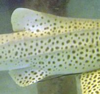 0b8fb407-9489-4032-a2cb-ddcc9b9eec1f