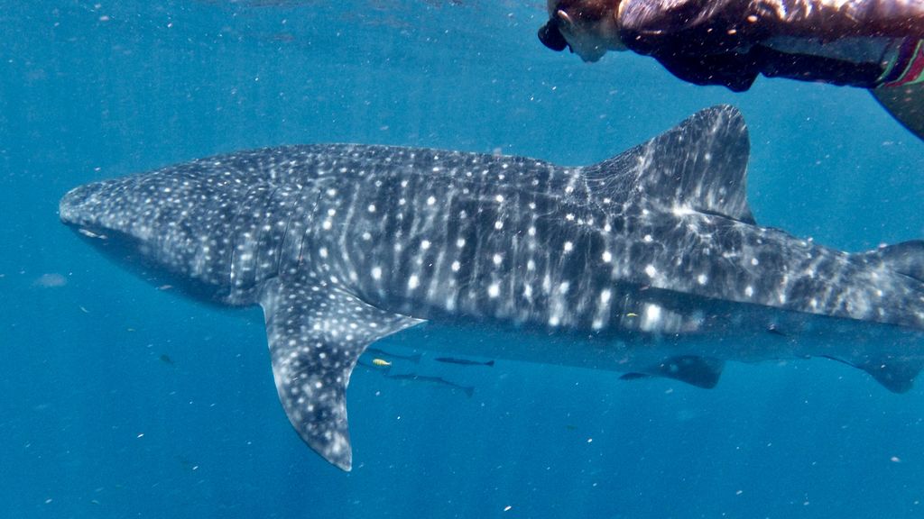 1f6313f1-aebb-46b1-8832-59da2ef5a79b