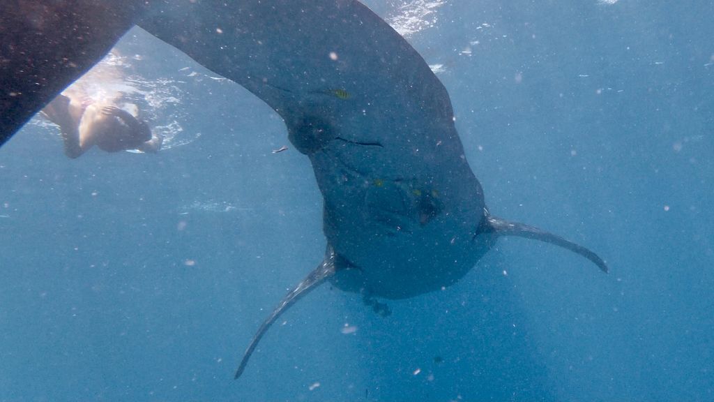 1f6313f1-aebb-46b1-8832-59da2ef5a79b