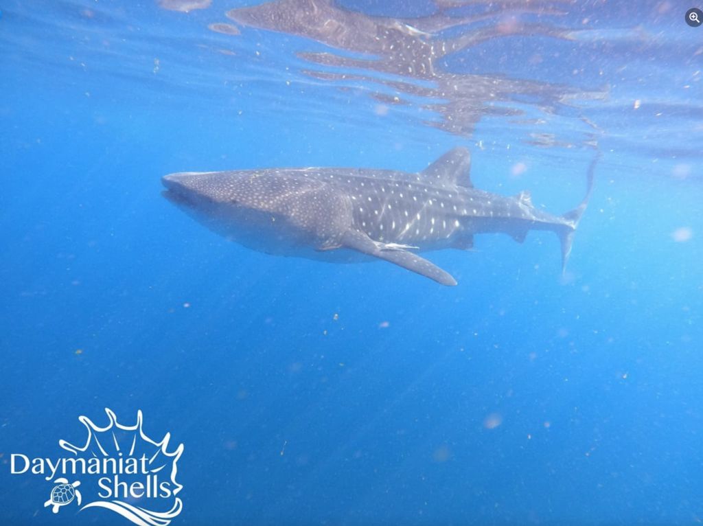 cf8530a8-a37a-4606-96d6-df7156926a00