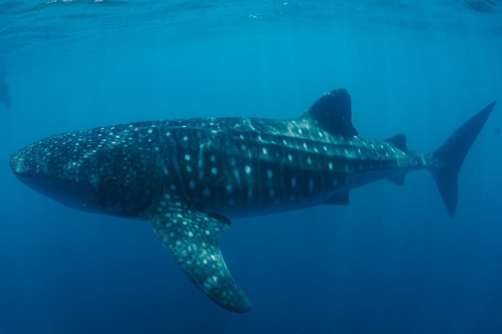 3217982d-c99c-4b0b-a0f7-0c2a11a7bddd