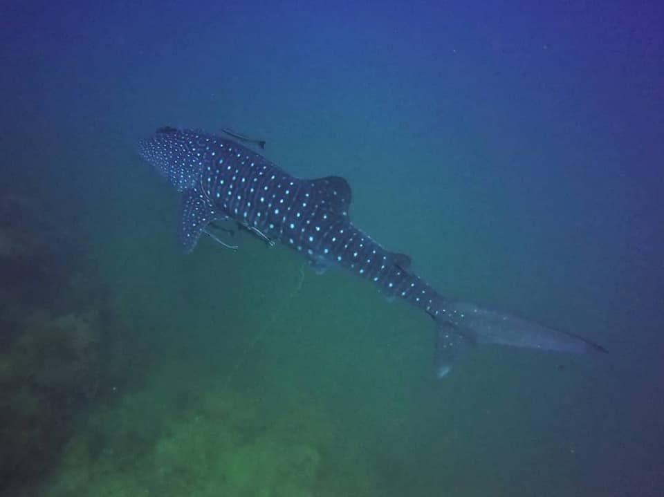 138d49fb-4823-4dd3-b3f6-3174503af6cc