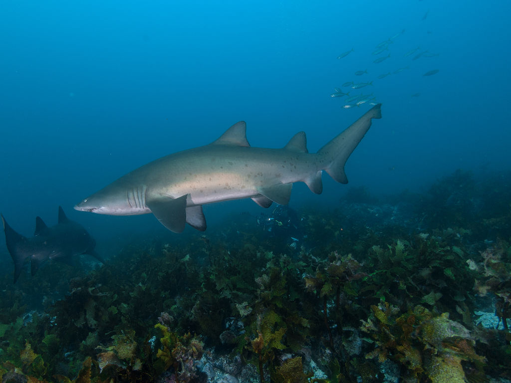 a7705062-3928-40de-9b24-a93861852552