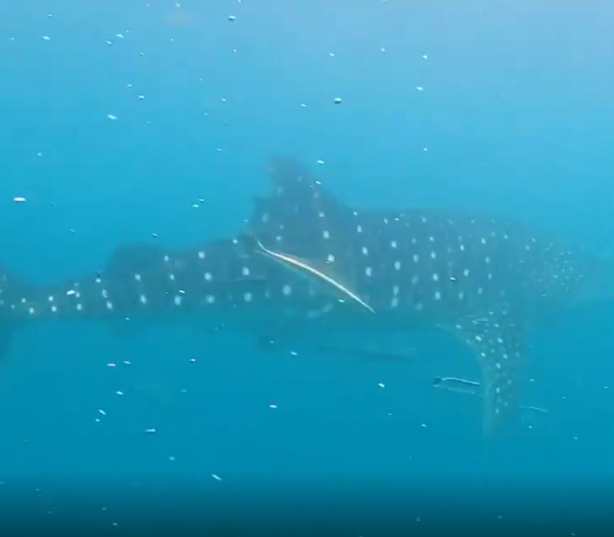 77f9ab79-4fb1-4257-95c9-185571553cef