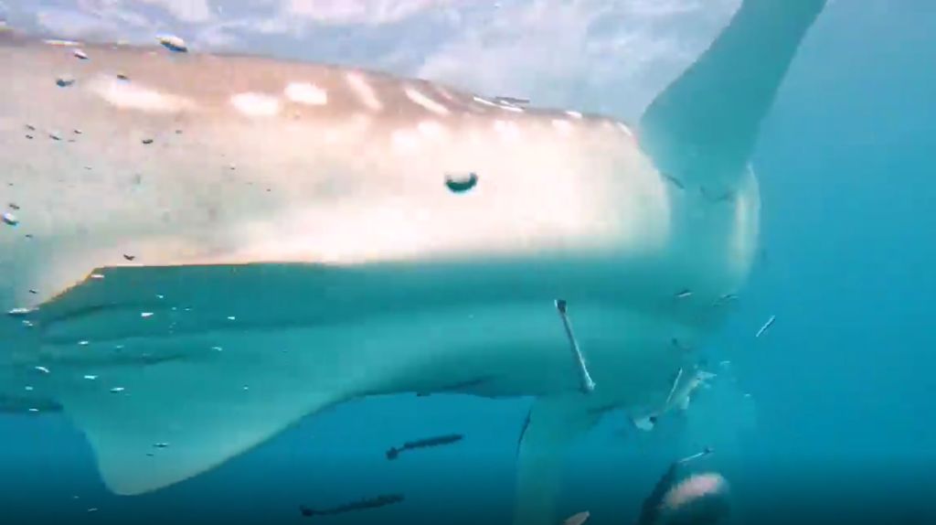 77f9ab79-4fb1-4257-95c9-185571553cef