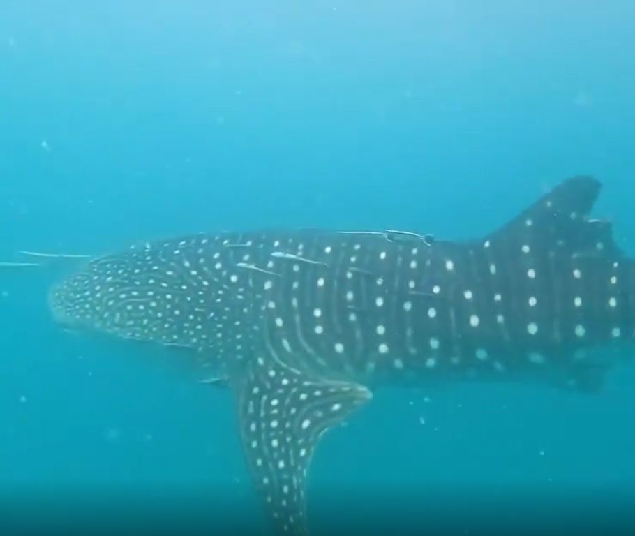 77f9ab79-4fb1-4257-95c9-185571553cef