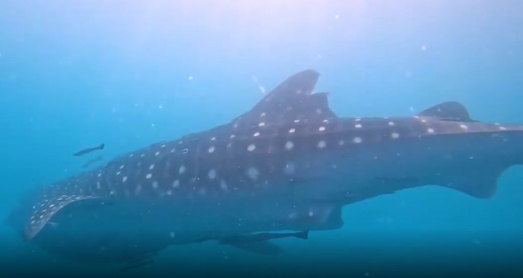 77f9ab79-4fb1-4257-95c9-185571553cef