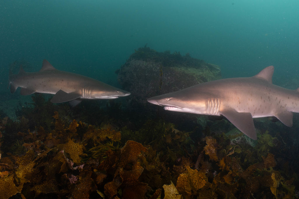 c6517d8b-d40f-43f5-9e12-4acad39fd069