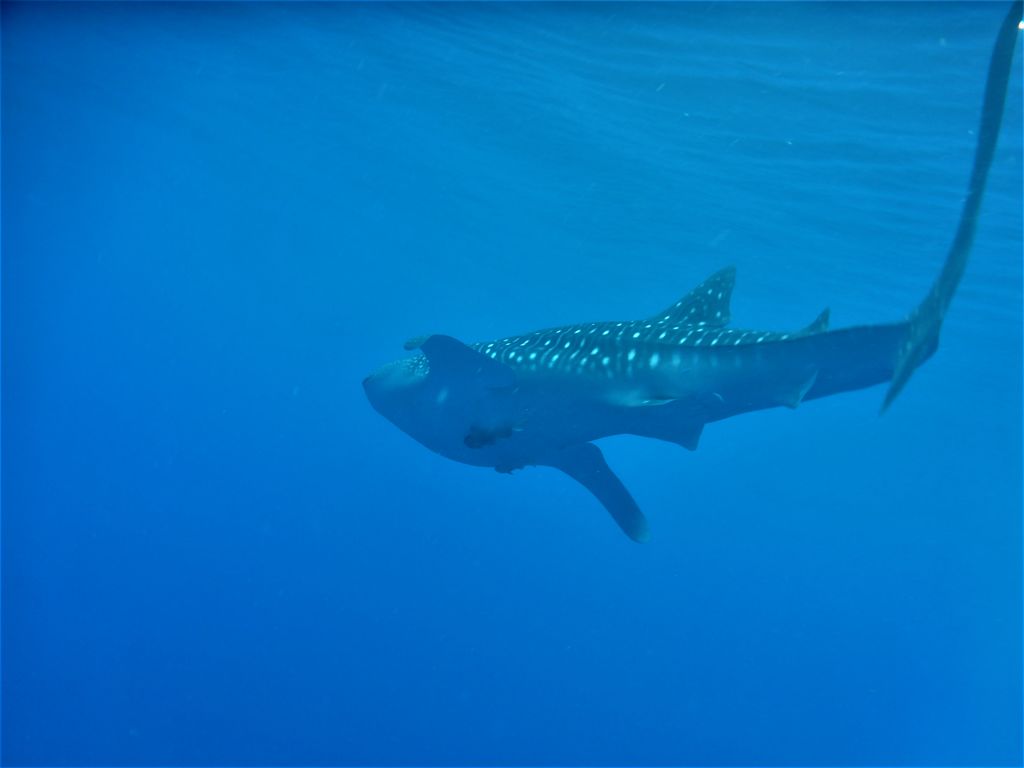 2f33900e-0821-44f5-be0b-0470b7987bdb