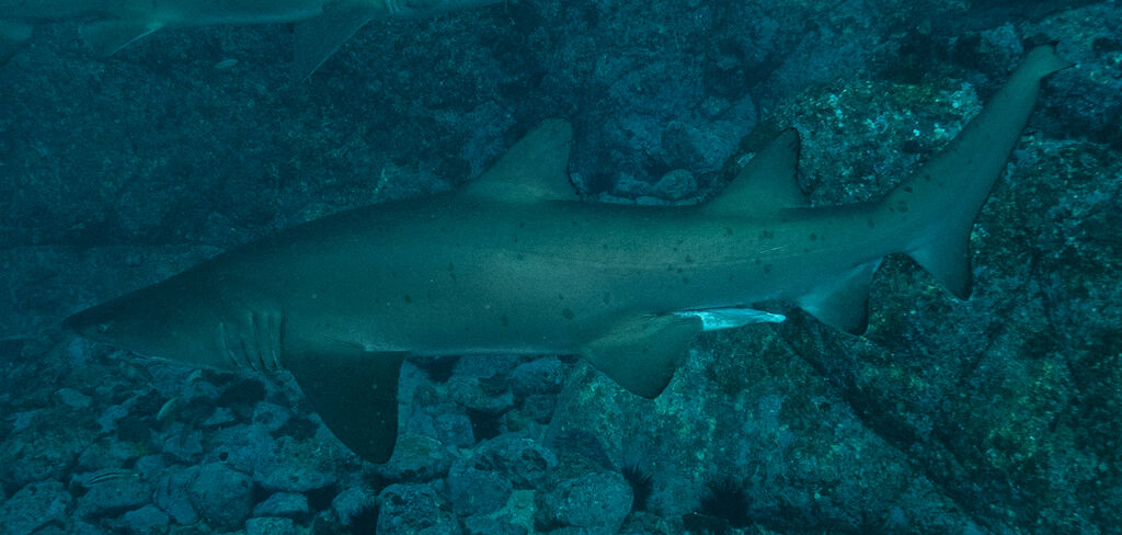 93d091cb-12e1-4341-92d2-4a54f9a3a92e