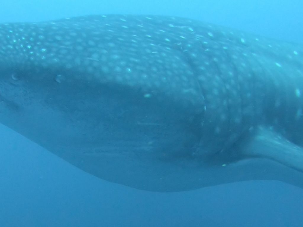 a1a79126-ec53-4bc7-9200-10d4b2bdcedc