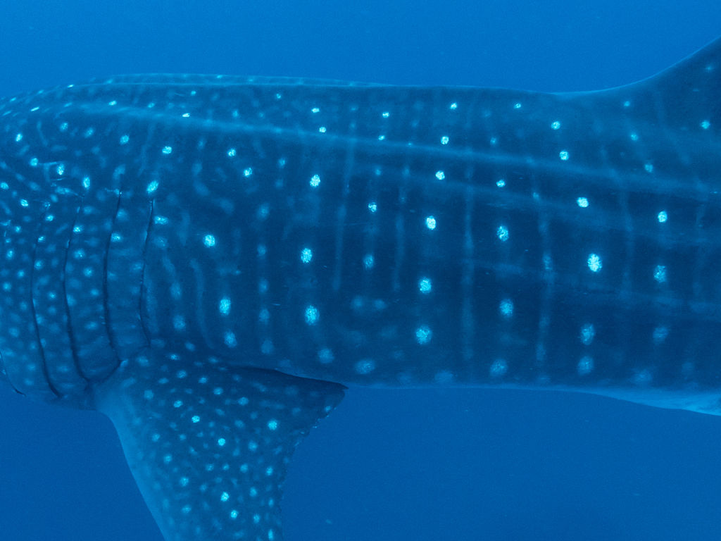 a1a79126-ec53-4bc7-9200-10d4b2bdcedc