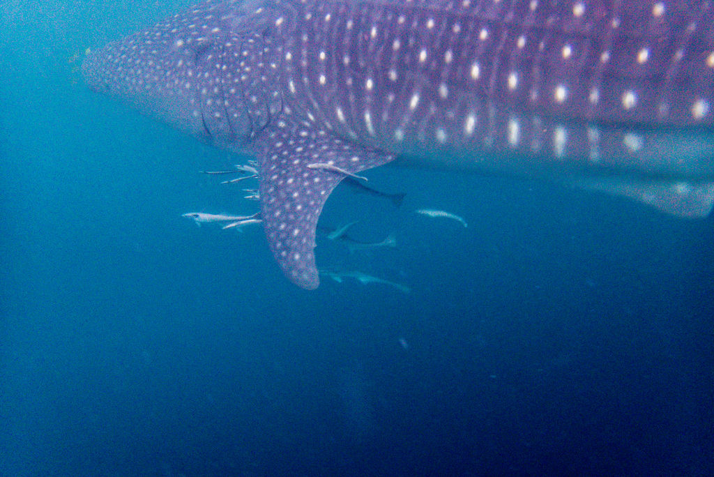 115537e8-8fcb-4a30-8736-7a13129225cc