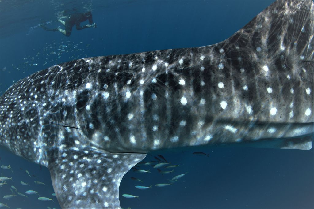 fc76602e-2c36-4060-bd95-06647da3eac1