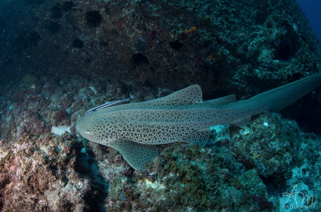 6d4c28fc-1a1f-4129-9ace-9df3c0a01b21