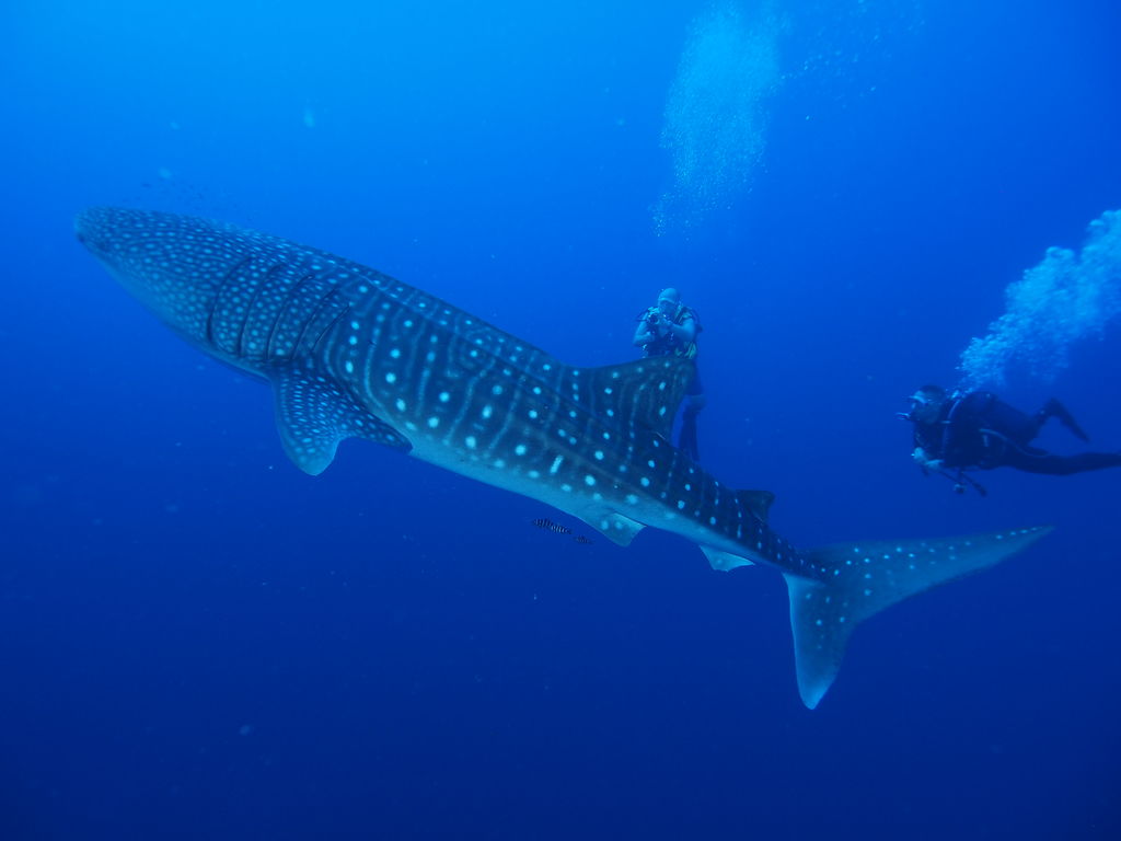 39f600cc-d1d5-4fcf-a7c4-c64a73a891b9