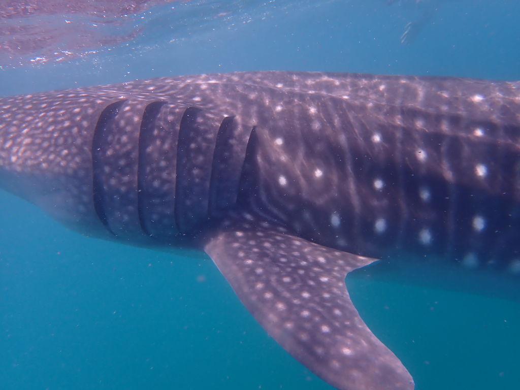 a7e7e02d-57b6-4d95-a7cd-1f81c40402f5