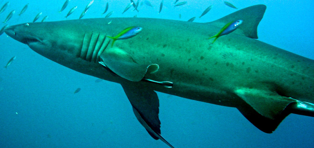 f5042fef-05cf-4b09-9487-1517ff4bb741