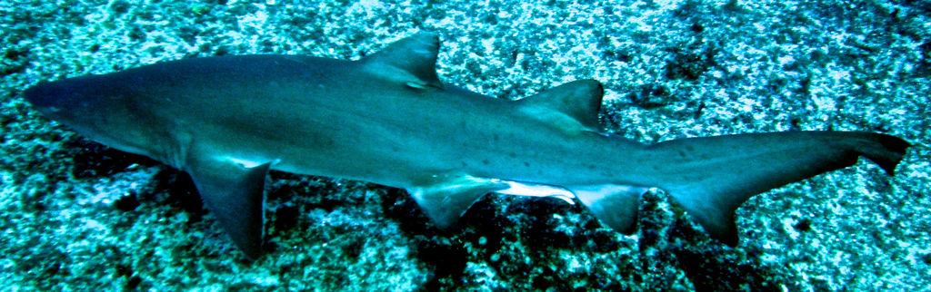 71eda932-c478-4d13-adb2-9b1967e75491