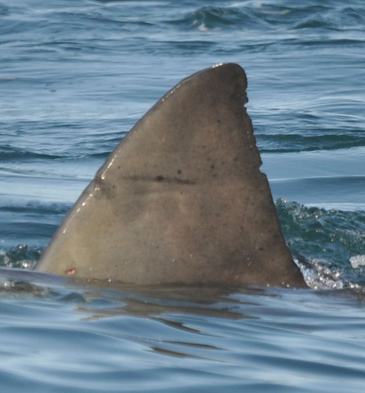 0fd66551-0b20-4e9f-ad9a-1a4b2db8fe83