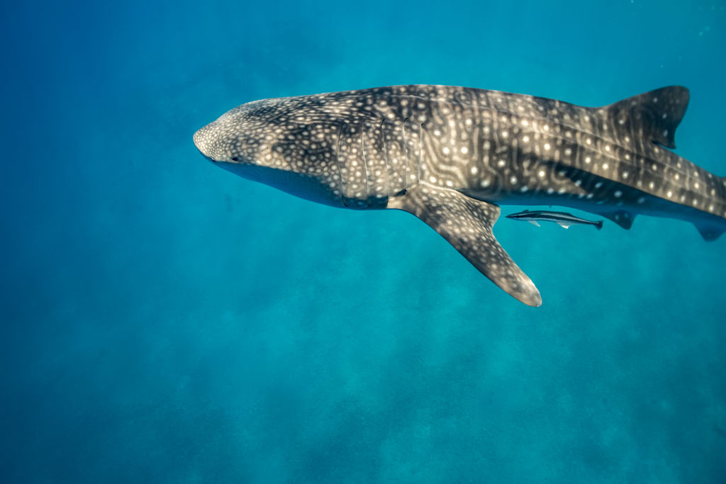 83425a0e-36e6-4f9f-a360-6dc76a50e82a