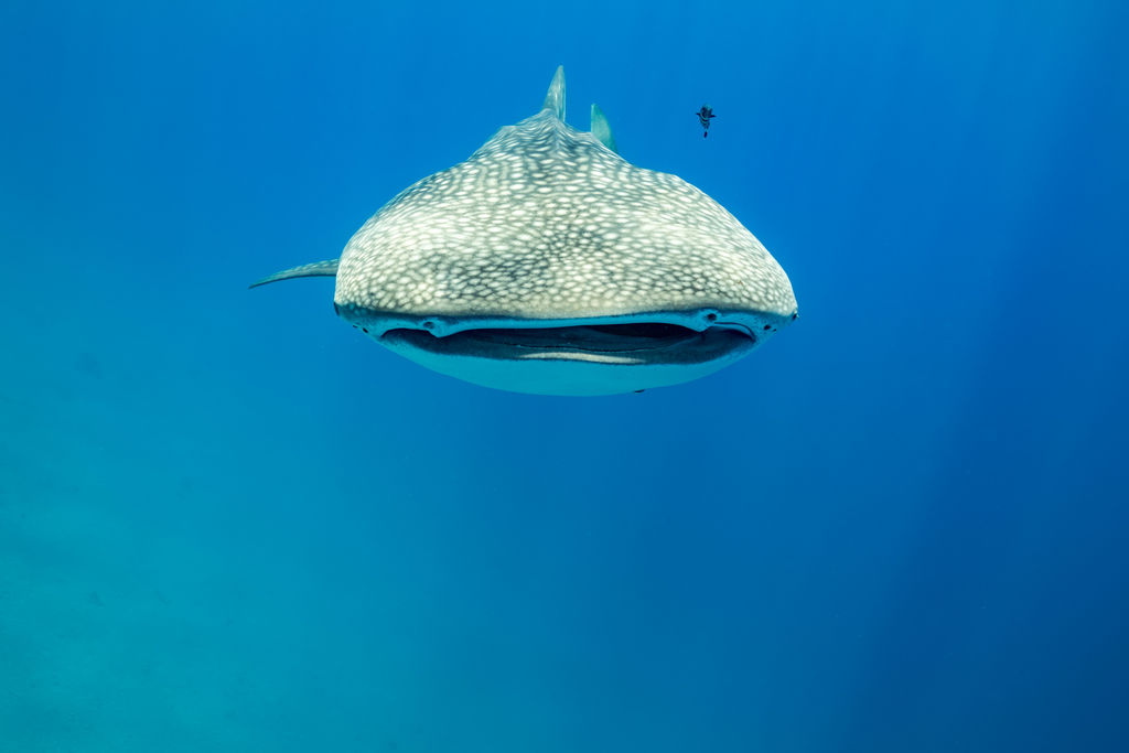 83425a0e-36e6-4f9f-a360-6dc76a50e82a