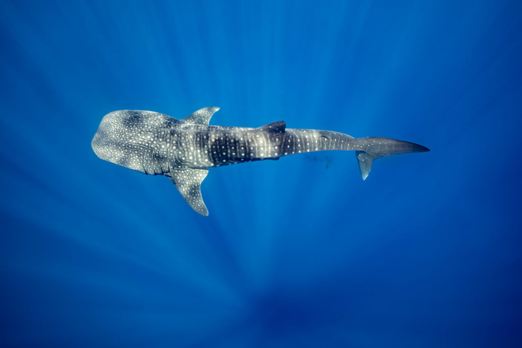 83425a0e-36e6-4f9f-a360-6dc76a50e82a