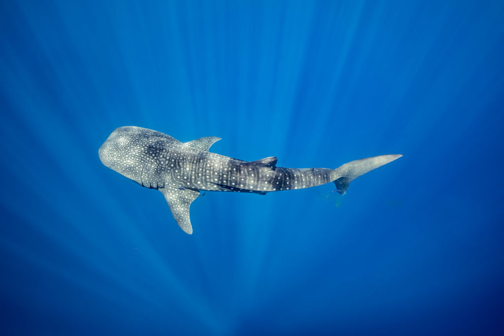 83425a0e-36e6-4f9f-a360-6dc76a50e82a