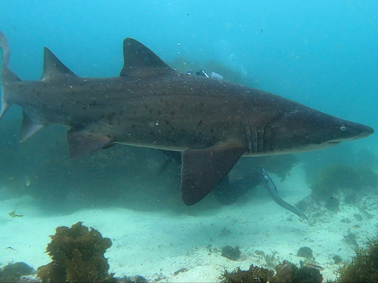 Sharkbook: Wildbook for Sharks